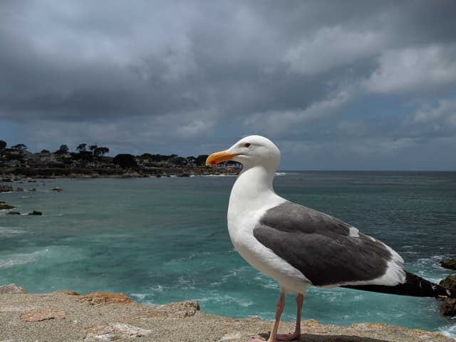 monterey asshole